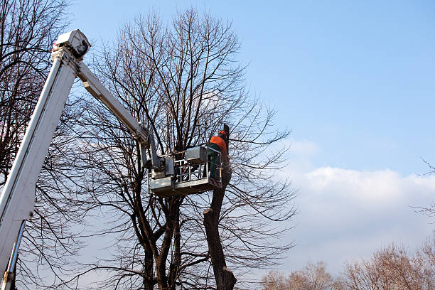 Best Tree Mulching  in Bronson, MI